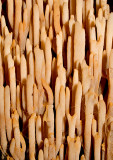 Coral-Fungi-3