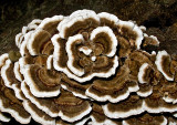 Fungi 2012-5