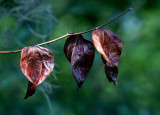 Last leaves