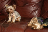 The girls wait for dinner