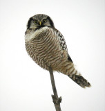 Owl - N. Hawk Owl 122004.JPG