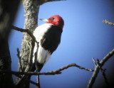 Woodpecker - Red-headed  010103.jpg