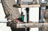 Finches - Mixed 1 010108.jpg