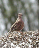 Dove - Common Ground 02-15-03 TX.jpg