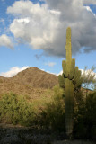 Saguaro Near Sunset