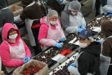 Cherry Packing Plant