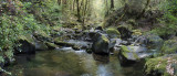 elder creek behind the falls.jpg