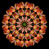 Flower Kaleido