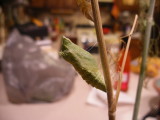 DSCF1485  3.5 hours later, Little had become a chrysalis