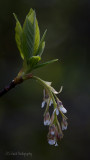 Indian Plum<br> (Oemleria cerasiformis)