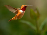 Male Rufous Hummingbird - Sandy Stewart<br>CAPA Spring 2010<br>Nature: 27 points