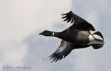 Black Brant