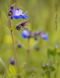 Tiny blue flowers on meadow.jpg