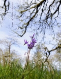 Shooting stars on meadow with Garry Oak trees and sky.jpg