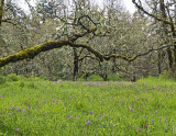 Garry Oak Meadow