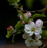 Apple Blossoms