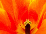 Tangerine Tulip
