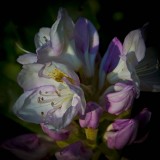 emerging rhodo bloom.jpg
