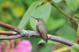 Young Hummer