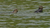 Sea Otters