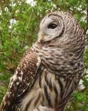 Gail Robertson<br>Barred Owl <br>North Shore Photographic Challenge 2009<br>Open
