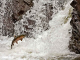 Sandy Stewart<br>Chinook Salmon<br>North Shore Photographic Challenge 2009<br>Open