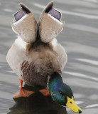 Gail Robertson<br>Mallard Duck Posturing<br>North Shore Photographic Challenge 2009<br>Open