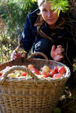 Mony the apple picker