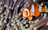 False Anemonefish - Wendy Carey<br>CAPA Fall 2011<br>Nature - 22 points tied