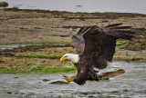 Vancouver Island Eagle - Carl Erland<br>CAPA Fall 2011<br>Nature - 23 points tied