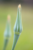 Salsify Bud - Rosemary Ratcliff<br>CAPA Fall 2011<br>Nature