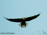 Eagle in Flight