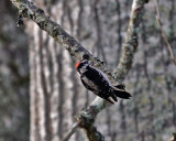 Bird loves Tree