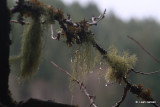 Wet Twig Moss
