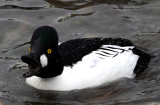 Bossy Goldeneye