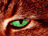 Cats Eye - Nancy Oliver<br>CAPA 2012 Theme Competition<br>Altered Reality