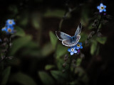 Moonlit Butterfly - Sandy Stewart <br>CAPA 2012 Theme Competition<br>Altered Reality