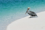 Pelican - Wendy Carey<br>North Shore Photographic Challenge 2012<br>Open