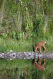 Fox and Fawn - Chris Sadler<br>North Shore Photographic Challenge 2012<br>Open