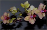 Orchid Spray - Eleanor Granek<br>North Shore Photographic Challenge 2012<br>Open: 15 points