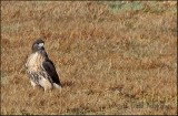 Hawk