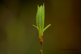 Sign of Spring