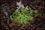 Forest Floor Colour