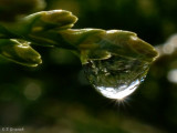 Sunburst droplet