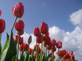 1st - Bugs Eye Tulips <br> Anne Clarke