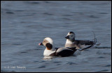 Long-tail Ducks