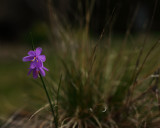 First Bloom