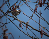 Chestnut Backed Chickadee - Rick Ruppenthal<br>CAPA Spring 2012<br>Nature