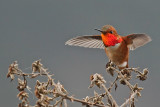 Male Rufous Hummingbird - Racine Erland<br>CAPA Spring 2012<br>Nature