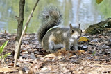 Squirrel - Wendy Carey<br>CAPA Spring 2012<br>Nature